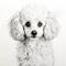 Realistic Poodle Drawing With Charming Character Illustrations