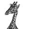 Realistic portrait of African animal Giraffe. Vintage engraving.