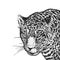 Realistic portrait of African animal Jaguar. Vintage engraving.