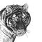 Realistic portrait of African animal Tiger. Vintage engraving. B