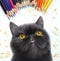 Realistic portrait of a cat on a white background with fish and colored pencils.