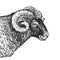 Realistic portrait of farm animal Ram. Vintage engraving. Black