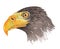 Realistic portrait of grey sea eagle