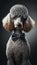 Realistic Portrait Illustration Art Showcasing Cute Poodle wearing bow tie (Generative AI)