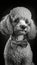 Realistic Portrait Illustration Art Showcasing Cute Poodle wearing bow tie (Generative AI)