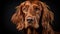 Realistic portrait of irish setter dog. AI generated