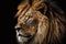 Realistic portrait of an lion on a black background. Close up.Ai generative