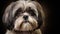 Realistic portrait of Shih Tzu dog. AI generated