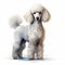 Realistic Portrait Of A White Poodle Standing On A White Background