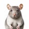 Realistic Portraiture Of A Gray And White Rat On White Background