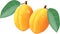 Realistic portrayal of apricots