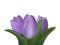 Realistic purple 3d bouquet of three tulip flowers