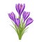 Realistic purple crocus flower bouquet