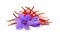 Realistic purple crocus flowers with saffron pestles pile. Dried spice threads illustration.