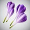 Realistic purple crocus set