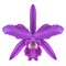 Realistic purple orchid Cattleya Laelia isolated detailed front view