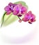 Realistic purple orchid flower