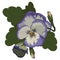 Realistic Purple Pansy Flower Vector