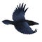 Realistic raven flying. Colorful vector illustration of smart bird Corvus Corax in hand drawn realistic style isolated