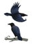Realistic raven flying and sitting on a branch. Colorful vector illustration of smart bird Corvus Corax in hand drawn