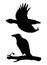 Realistic raven flying and sitting on a branch. Stencil. Monochrome vector illustration of black silhouette of smart