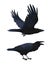 Realistic raven flying and sitting. Caw. Colorful vector illustration of smart bird Corvus Corax in hand drawn realistic