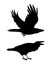 Realistic raven flying and sitting. Caw. Monochrome vector illustration of black silhouettes of smart bird Corvus Corax