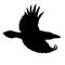 Realistic raven flying. Stencil. Monochrome vector illustration of black silhouette of smart bird Corvus Corax isolated