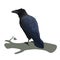 Realistic raven sitting on a branch. Colorful vector illustration of smart bird Corvus Corax in hand drawn realistic