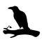 Realistic raven sitting on a branch. Stencil. Monochrome vector illustration of black silhouette of smart bird Corvus