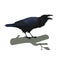 Realistic raven sitting and cawing. Colorful vector illustration of smart bird Corvus Corax in hand drawn realistic