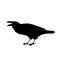 Realistic raven sitting and cawing. Monochrome vector illustration of black silhouette of smart bird Corvus Corax