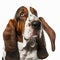 Realistic ravishing portrait of basset hound portrait in isolated background.