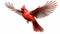 Realistic Red Cardinal Flying Bird Png Images