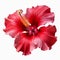 Realistic Red Hibiscus Flower On White Background