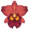 Realistic red orchid Cattleya isolated detailed front view