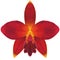 Realistic red orchid Cattleya Little Hazel isolated detailed front view