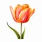 Realistic Red Tulip Clipart On White Background