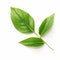 Realistic Rendering Of Green Tea Leaves On White Background