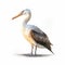 Realistic Rendering Of A Pelican In Watercolor