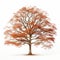 Realistic Rendering Of Red Beech Tree On White Background