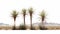 Realistic Rendering Of Three Shrubs In A Desert - Fine Detail Yucca Field