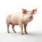 Realistic Renderings Of A Small White Pig: A Satirical Approach