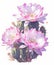 Realistic Representation: Full Body Clipart of Beautiful Colorful Gymnocalycium Mihanovichii, Cartoon Illustration