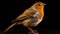 Realistic Robin Portrait On Black Background