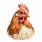 Realistic Rooster Head Art Print On White Background