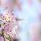 Realistic sakura cherry branch with blooming flowers with nice b