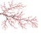 Realistic sakura japan cherry branch. EPS 10