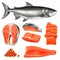 Realistic Salmon Set