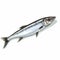 Realistic Sardine Vector Illustration With Light Silver Watercolors